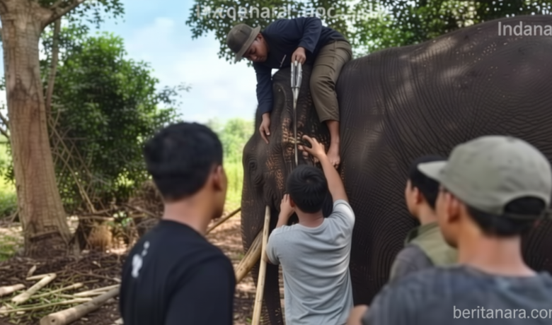 Gajah Sumatera Berusia 45 Tahun Mati di Taman Nasional Tesso Nilo Usai Jalani Perawatan Intensif