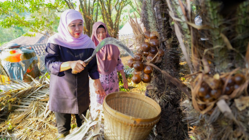 Main Agenda: Gubernur Khofifah Panen Salak Madu di Desa Wonoagung, Malang, Dorong Hortikultura Jadi Penggerak Ekonomi Jatim