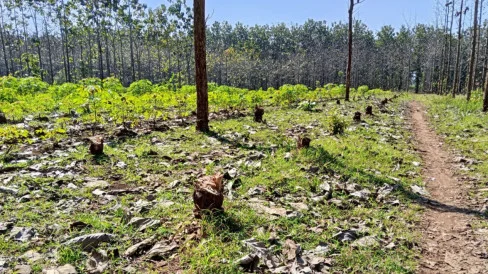 Official Announcement: Hutan Negara di Pati Dijarah, Ribuan Pohon Jati dan Sonokeling Dirusak, Kerugian Tembus Rp1,13 Miliar