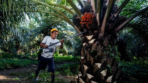 Kelapa Sawit Memiliki Peran Strategis Terhadap Ketahanan Pangan di Indonesia