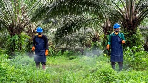Industri Sawit Nasinoal Dinilai Sudah Miliki Fondasi Kuat di Aspek Keselamatan Kerja