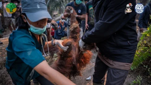 6a9a74aea0c1c-orang-utan-bernama-sempurna-mati-akibat-asap-karhutla-di-kalimantan_488_274
